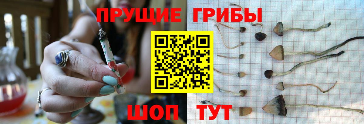 Псилоцибиновые грибы прущие грибы  Вход с VPN  Псилоцибиновые грибы мицелий  Белебей 